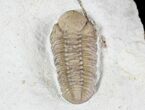 Gorgeous Kainops Trilobite - Oklahoma #20884-2